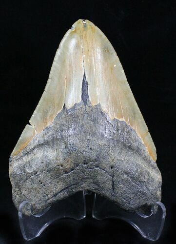 Megalodon Tooth - North Carolina #21947